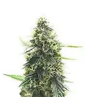 Mango Sherbert Autoflower - Herbies