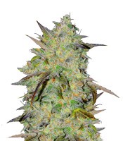 Marmalate Early Version - Herbies