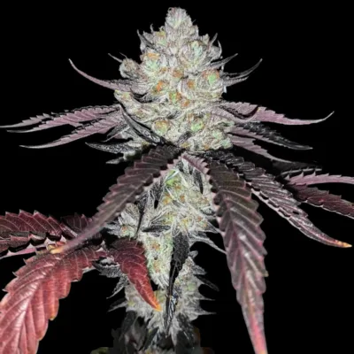 Marshmallow OG - CBDNOL