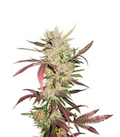 Master Kush - Herbies
