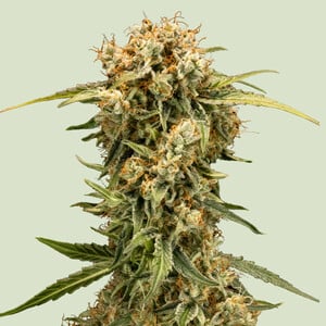 Medusa F - Royal Queen Seeds