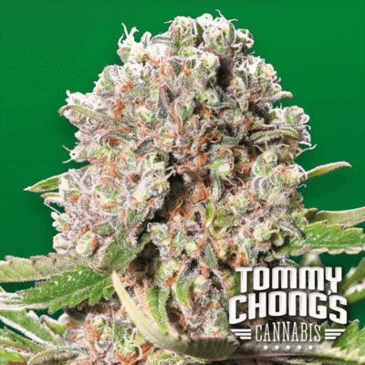 Mendocino Skunk - CBDNOL