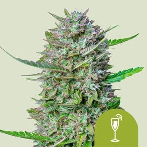 Mimosa Auto – Royal Queen Seeds