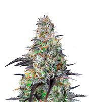 Mimosa Cake Auto - Herbies