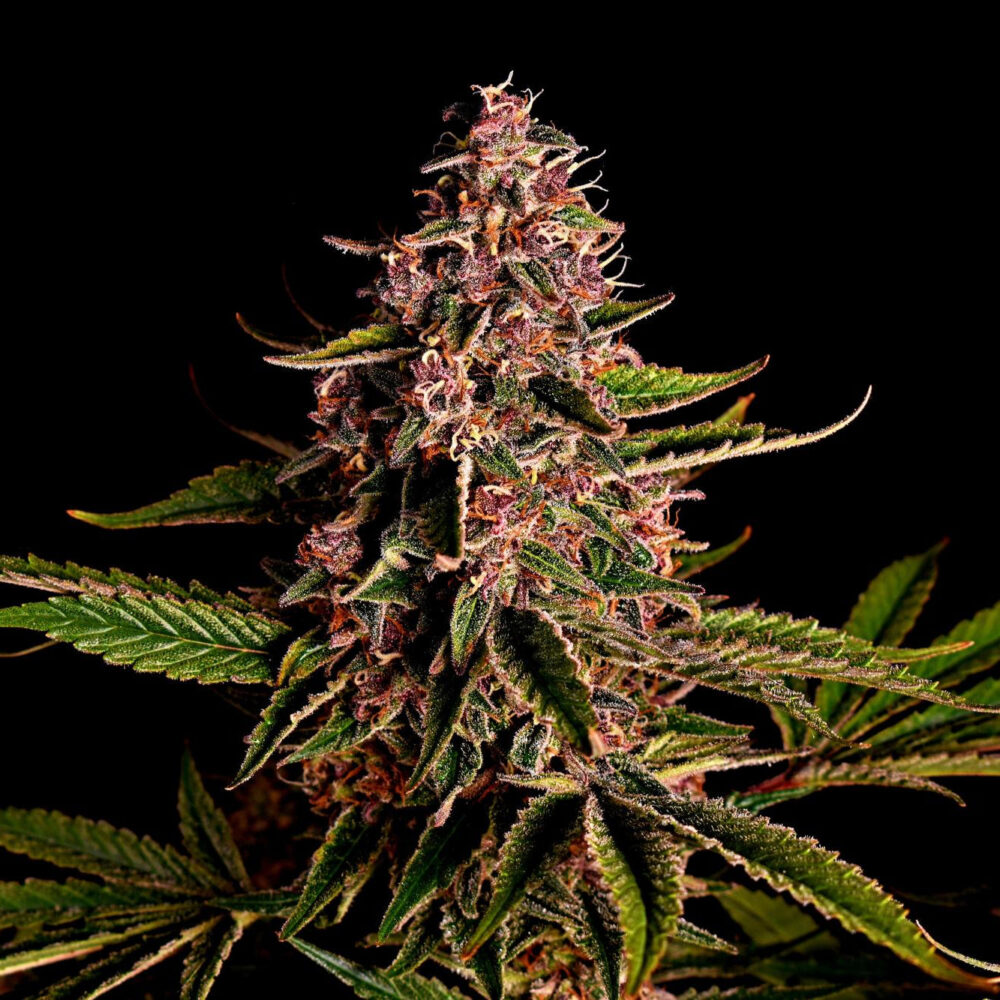 Mimosa Samen Feminisiert - Lucky Hemp