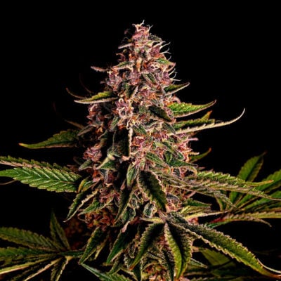 Mimosa Samen Feminisiert - Lucky Hemp