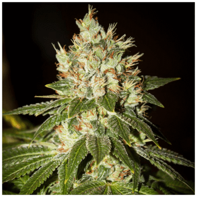 MK Ultra - CBDNOL