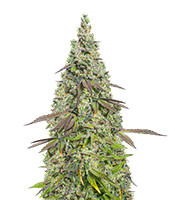 Moby Dick Auto - Herbies
