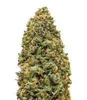 Monster Bruce Banner - Herbies