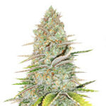 Monster Gelato