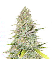 Monster Gelato - Herbies