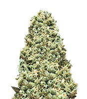 Monster Girl Scout Cookies - Herbies