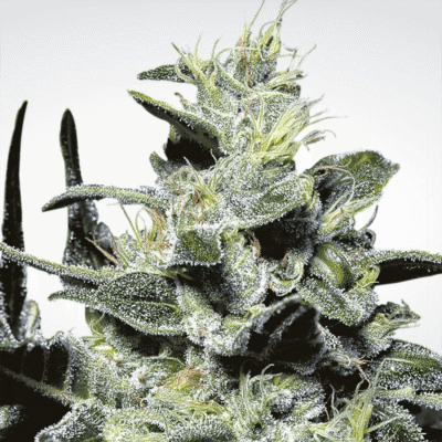 Nebula CBD - CBDNOL