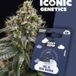 NL x Big Buds Iconic Seeds