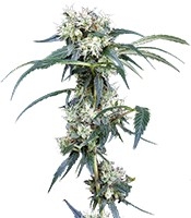 NL5 Haze Mist - Herbies