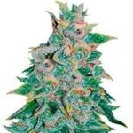 Northern Light Blue Auto