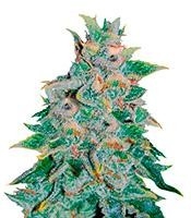 Northern Light Blue Auto - Herbies