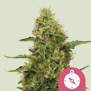 Northern Light – Royal Queen Seeds