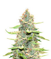 Northern Light x Big Bud - Herbies