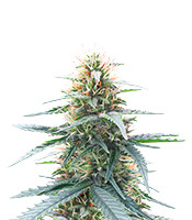 Northern Lights 10 of 10 - Herbies