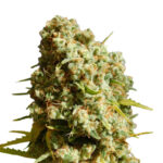 Northern Lights Autoflowering 040 Samen