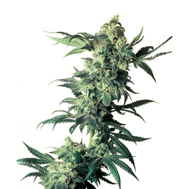 Northern Lights - CBDNOL