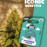 Northern Lights Iconic Seeds