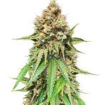 Northern Lights regular