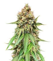 Northern Lights regular - Herbies