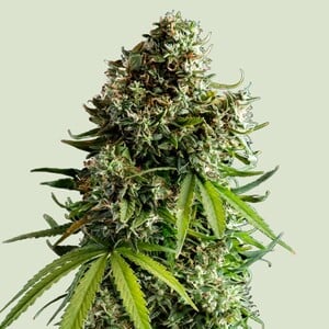 NYC Sour D Auto - Royal Queen Seeds