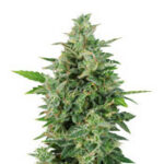 OG Kush Auto