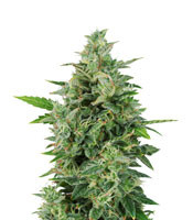 OG Kush Auto - Herbies