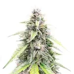 OG Kush Autoflower