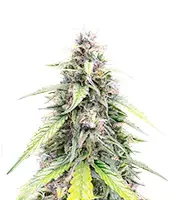 OG Kush Autoflower - Herbies