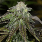 OG Kush
