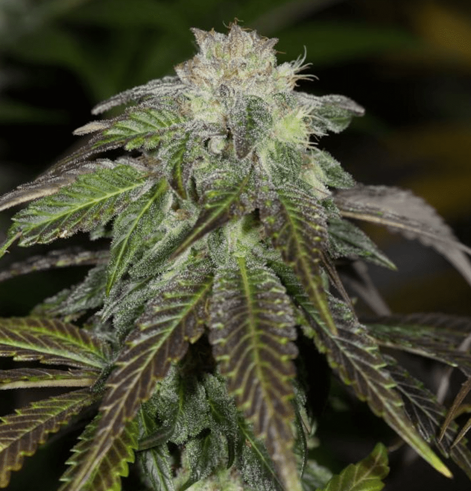 OG Kush - CBDNOL