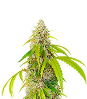 OG Kush Fast Version - Herbies