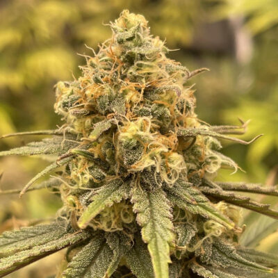 OG Kush Steckling - Lucky Hemp
