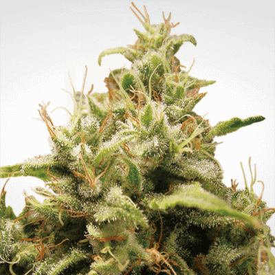 OPIUM - CBDNOL