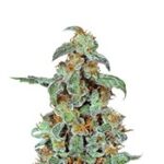 Orange Bud