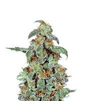 Orange Bud - Herbies