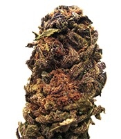Orange Bud regular - Herbies