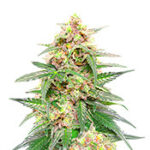 Orange Buddy Auto