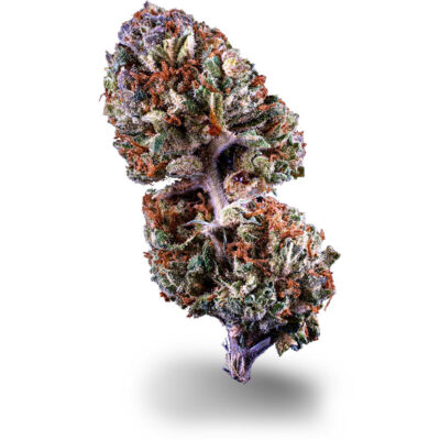 Orange X - CBDIA