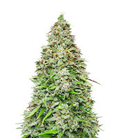 Original Afghan Kush Auto - Herbies