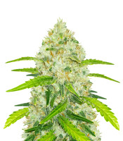 Original Auto Chemdawg - Herbies