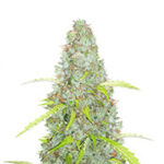 Original Auto Critical