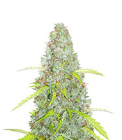 Original Auto Critical - Herbies