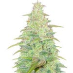 Original Auto Northern Lights