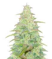 Original Auto Northern Lights - Herbies